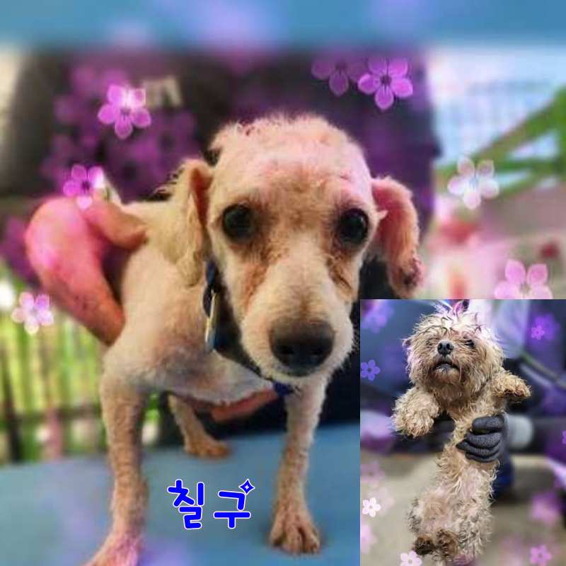 군산유기동물보호센터_445467202301459