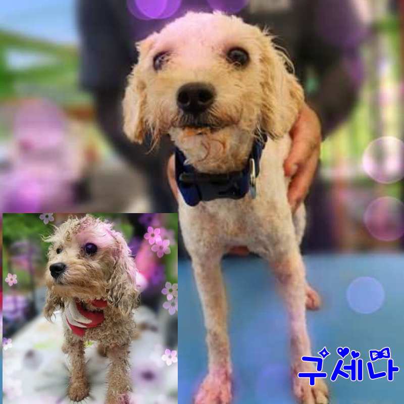 군산유기동물보호센터_445467202301473