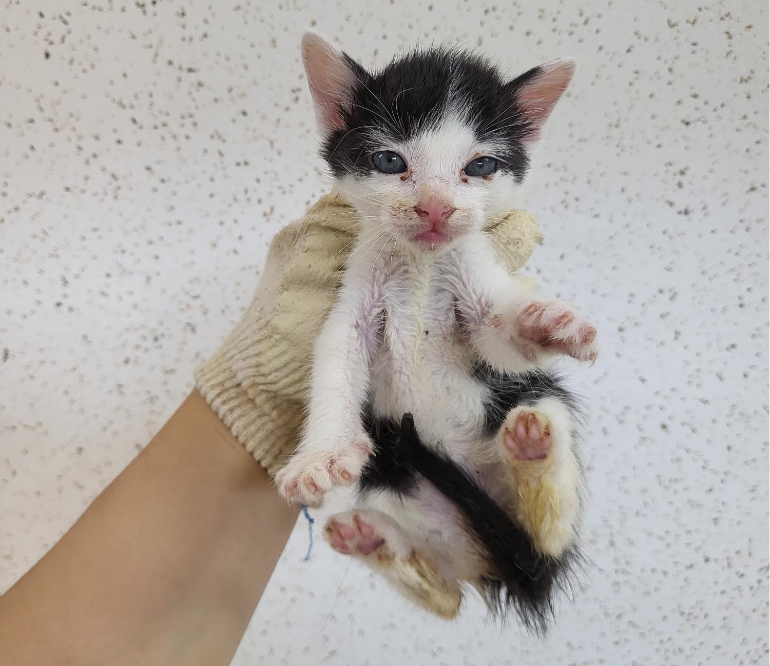 [고양이] 믹스묘 강원-강릉-2023-00461 유기동물 배경 이미지 입니다.