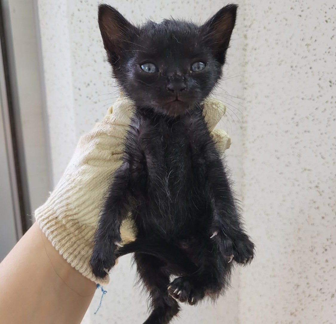 강릉시 동물사랑센터_442420202300459