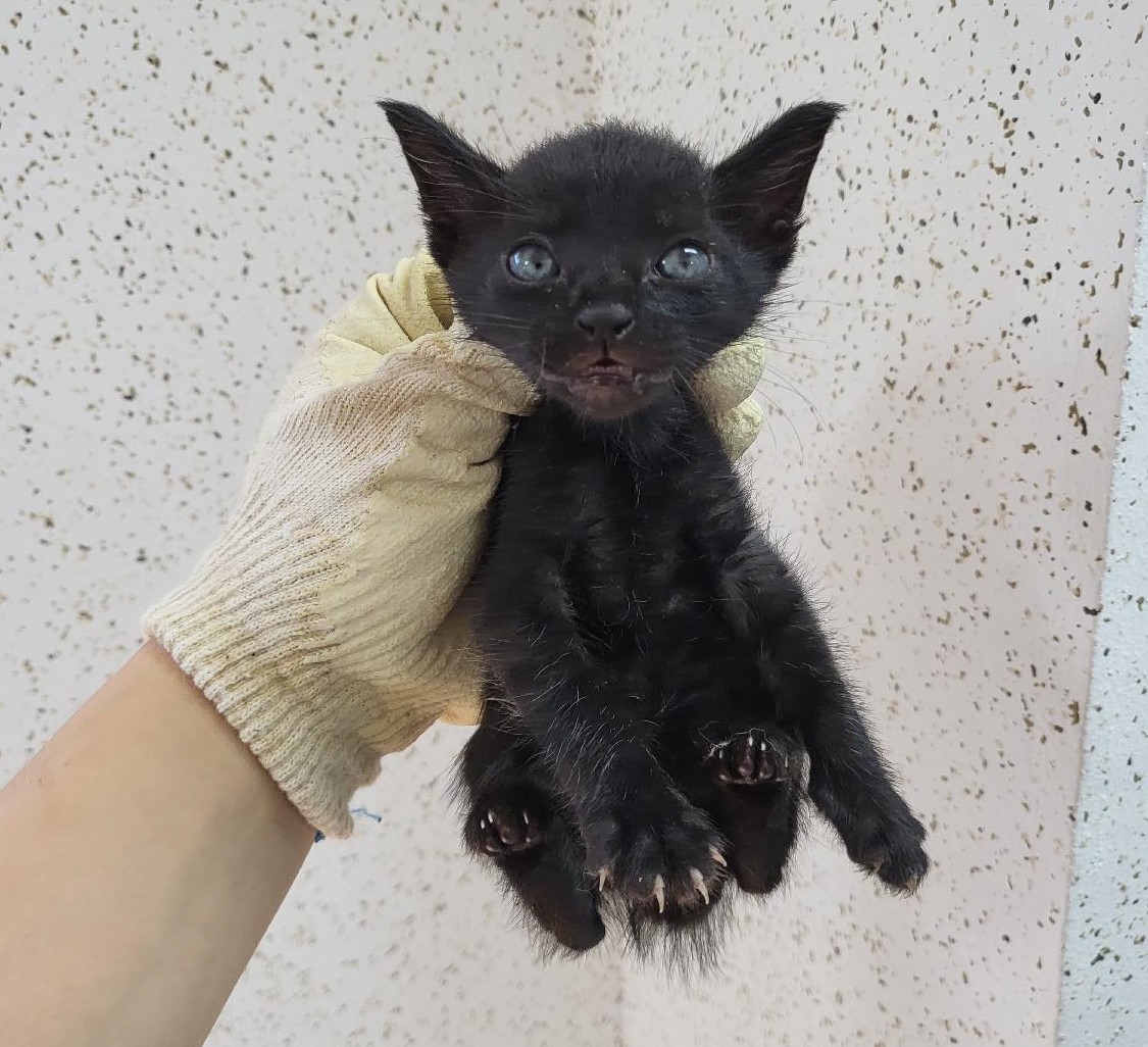 [고양이] 믹스묘 강원-강릉-2023-00463 유기동물 배경 이미지 입니다.