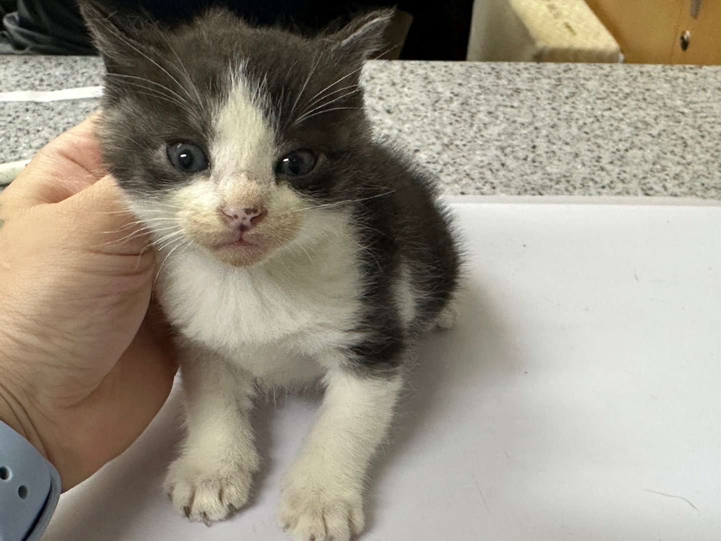 광주 동물보호소_429363202300701