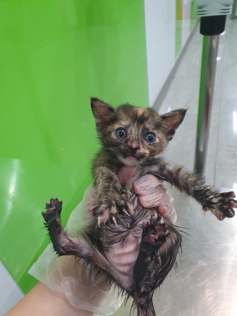 펫앤쉘터동물병원_441378202301388