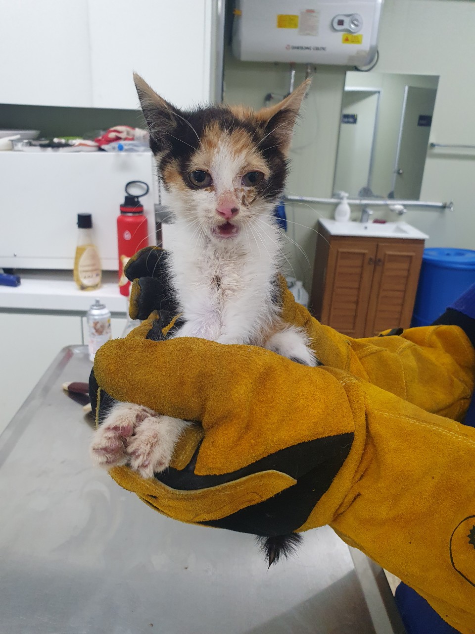 남양주시동물보호센터_441399202301982