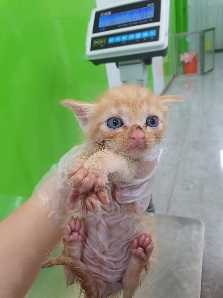 펫앤쉘터동물병원_441378202301390