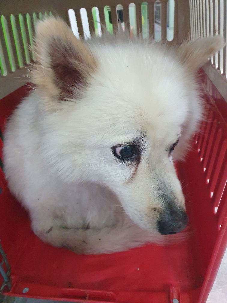 펫앤쉘터동물병원_441378202301393