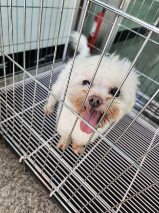 춘천시 동물보호센터_442418202300623