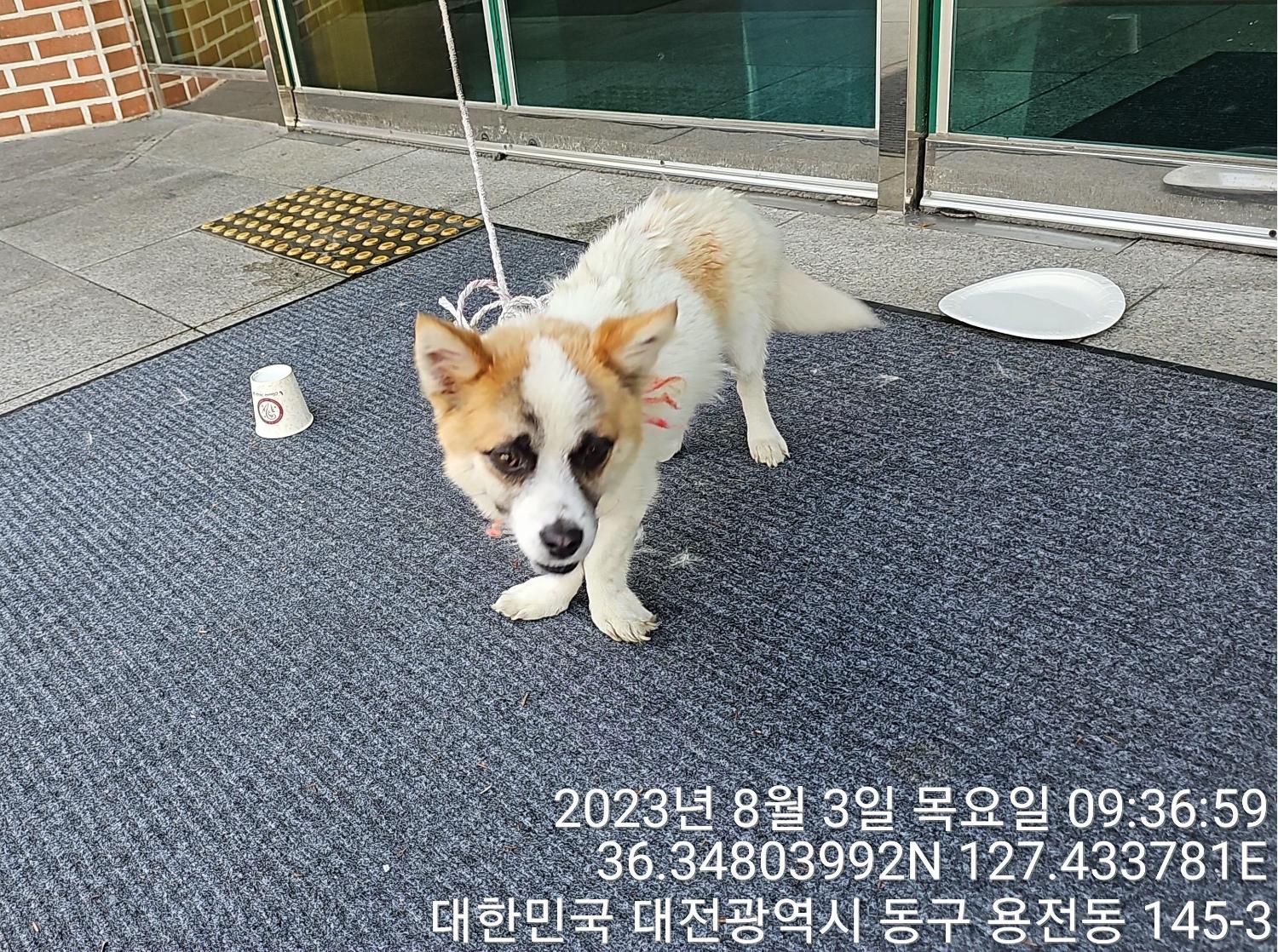 대전동물보호센터_430364202300253