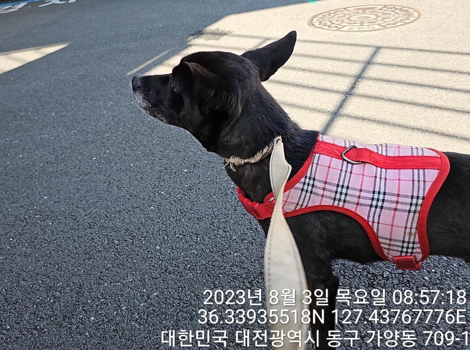 대전동물보호센터_430364202300252