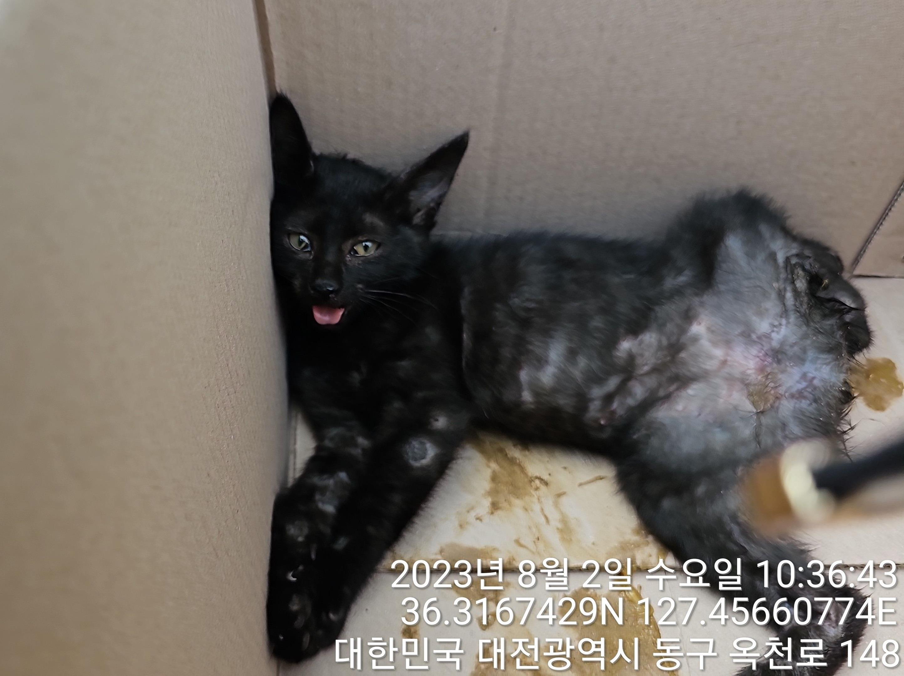 대전동물보호센터_430364202300250