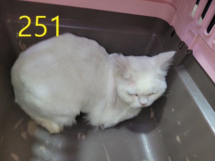 신영재동물병원_428355202300413