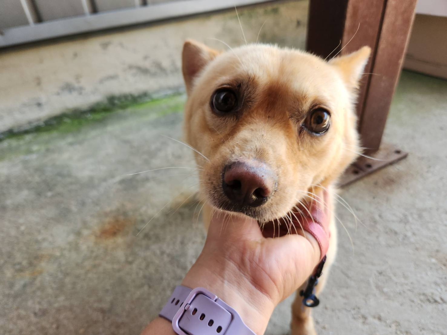 한국야생동물보호협회_441393202301415