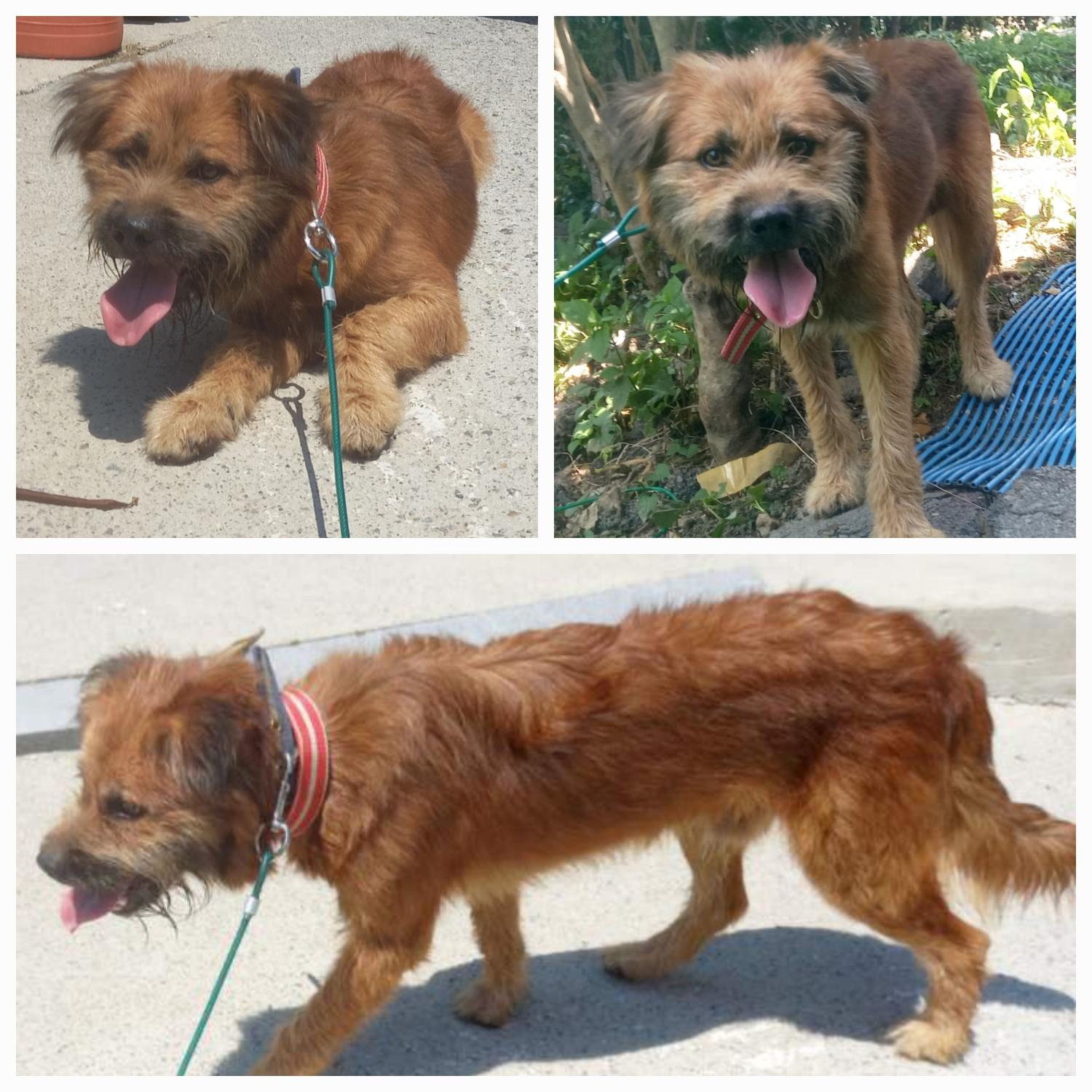 유기동물보호소_446481202300420