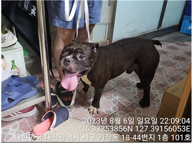 대전동물보호센터_430366202300476