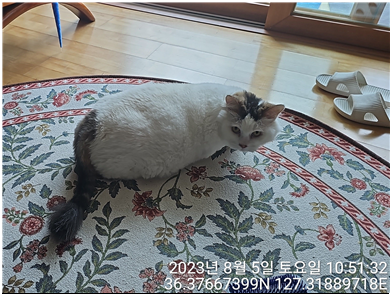 대전동물보호센터_430366202300473