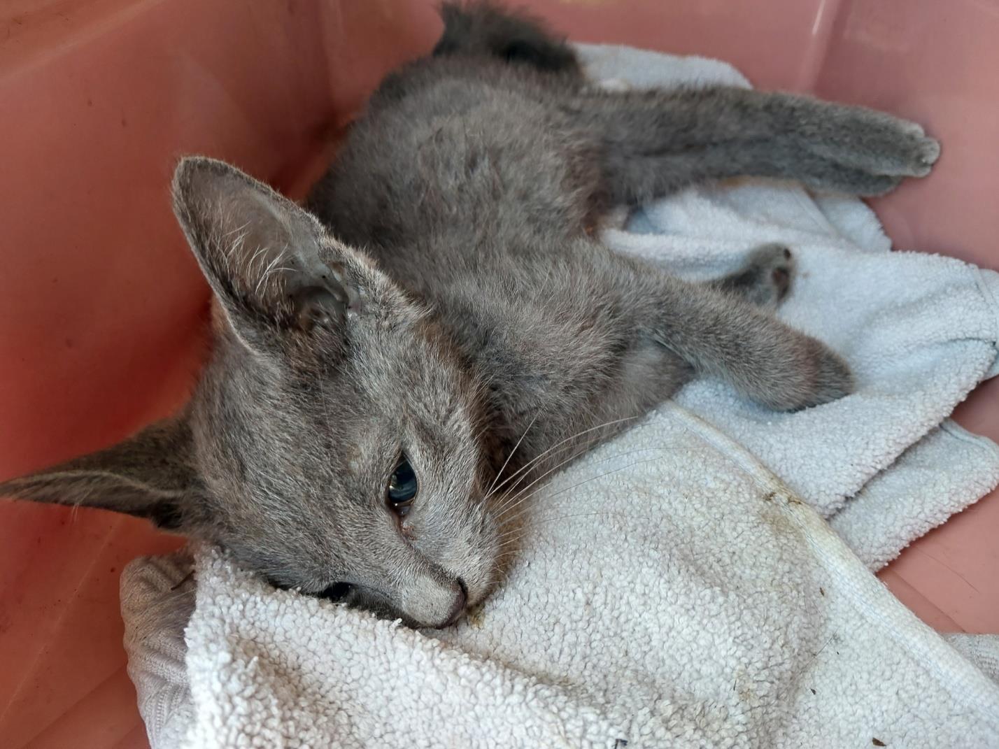 동물보호관리협회_426329202300724