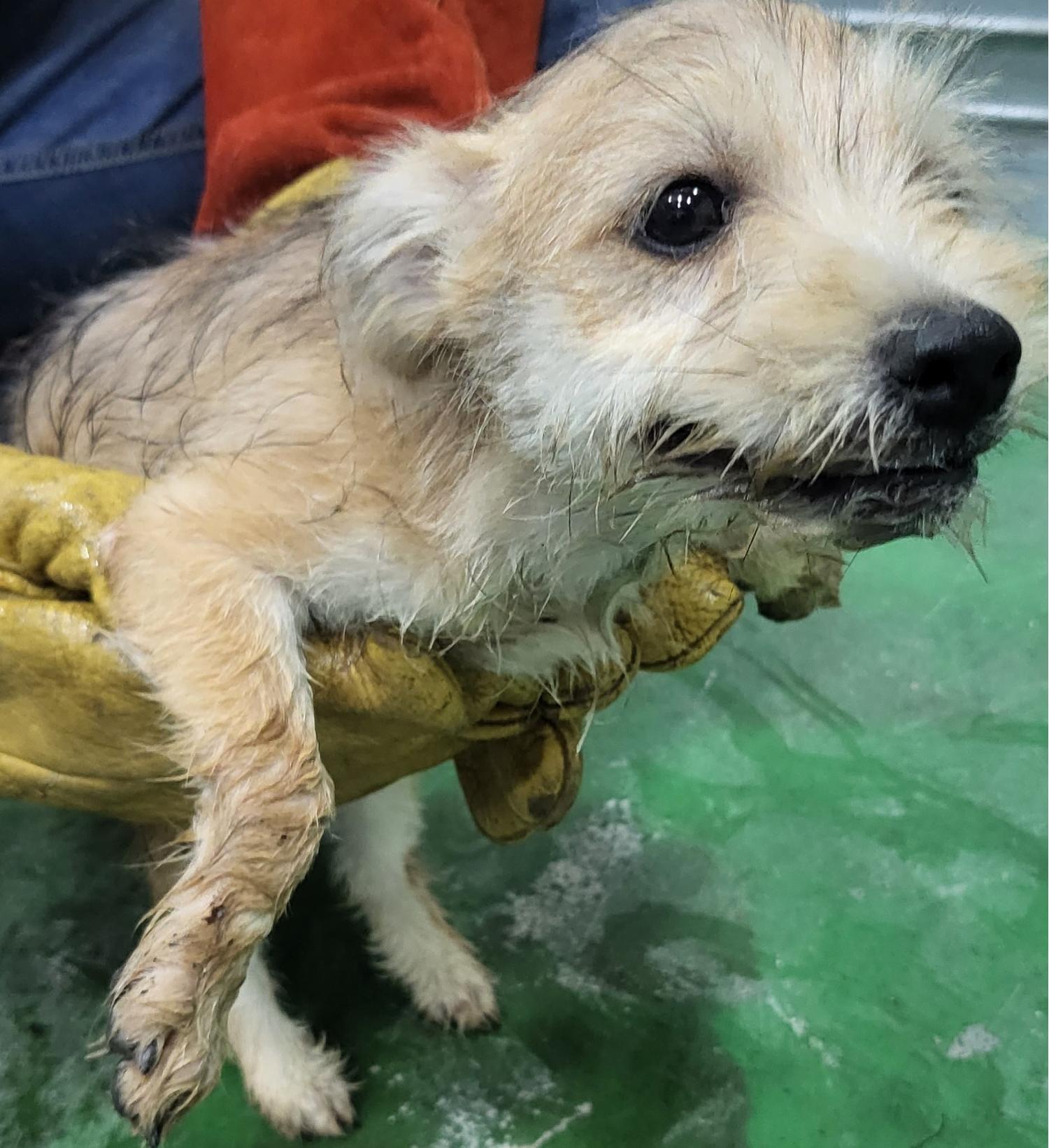 하동군유기동물보호소_448544202300283