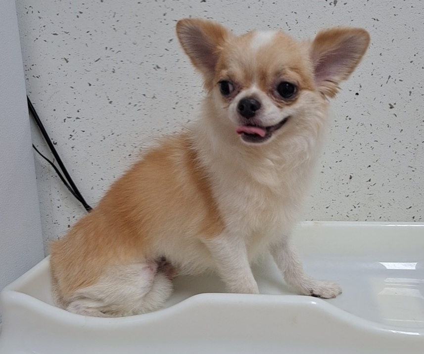 수원시 동물보호센터_441374202300811