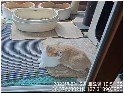 대전동물보호센터_430366202300472