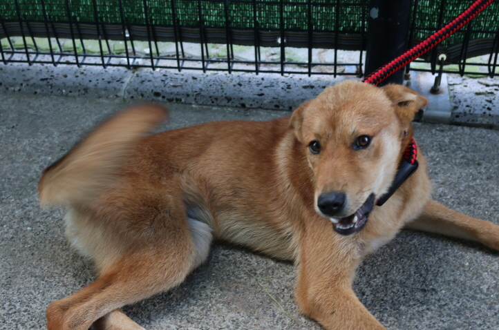 제주 동물보호센터_450650202302728