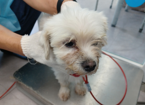 시흥동물누리보호센터_441401202301147