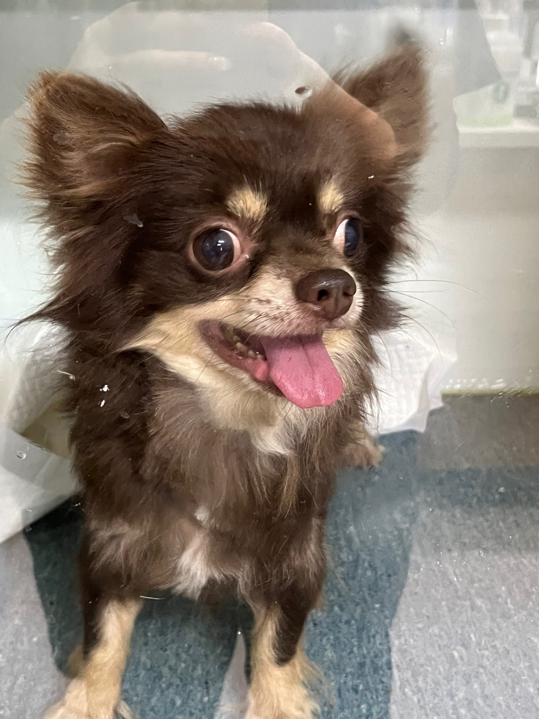 동인동물병원_427348202300738