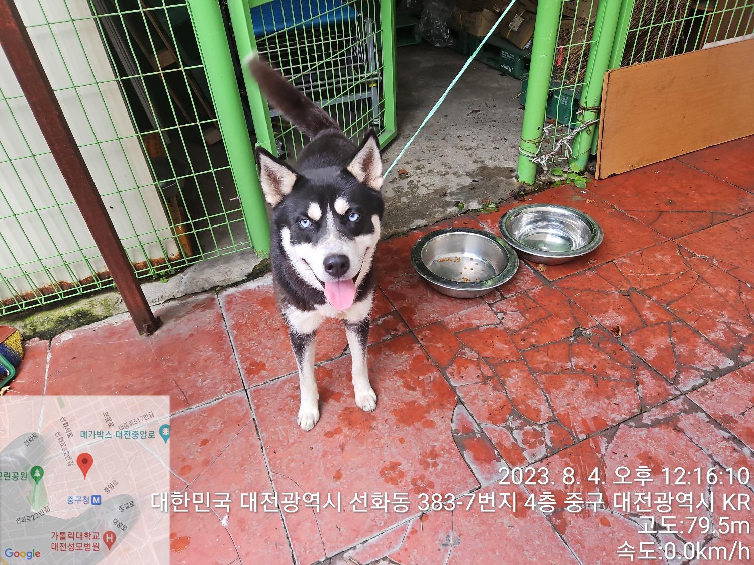 대전동물보호센터_430365202300366