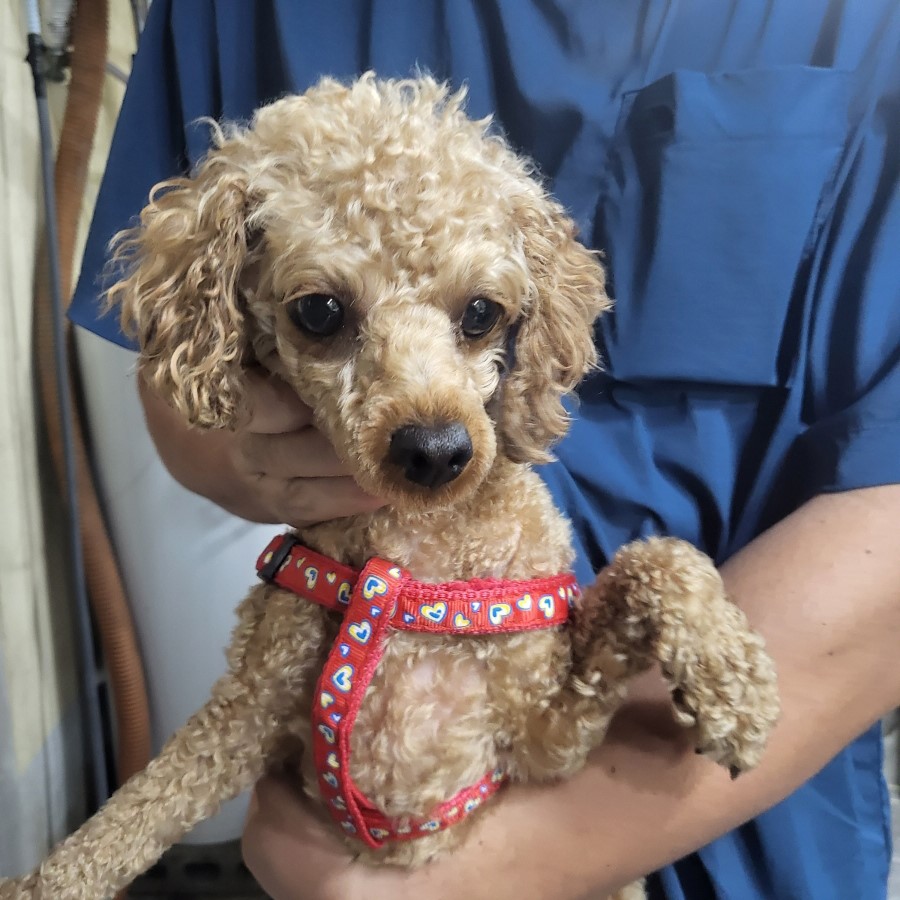 이성준동물병원_441408202301012