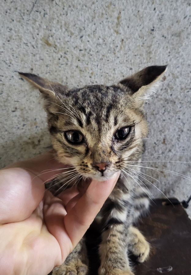 이성준동물병원_441408202301009