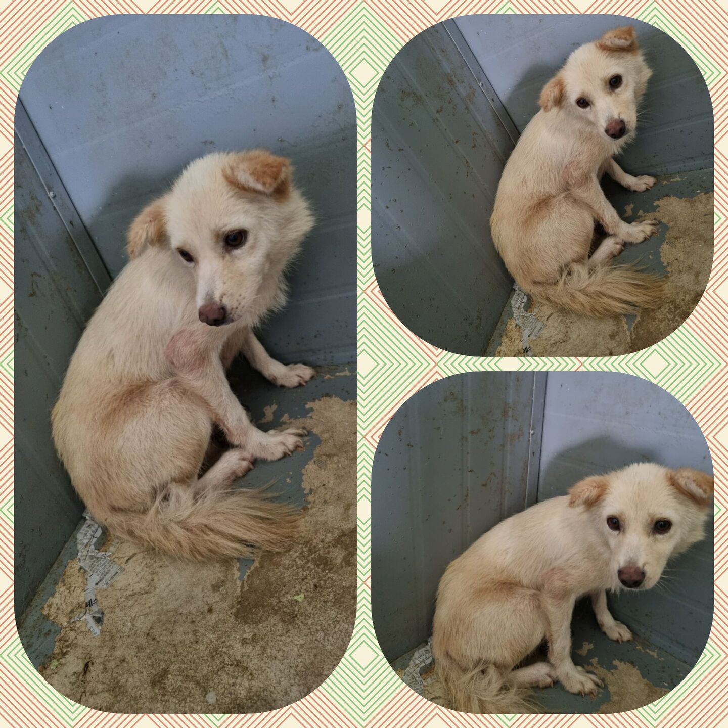 부안군 동물보호센터_445479202300687
