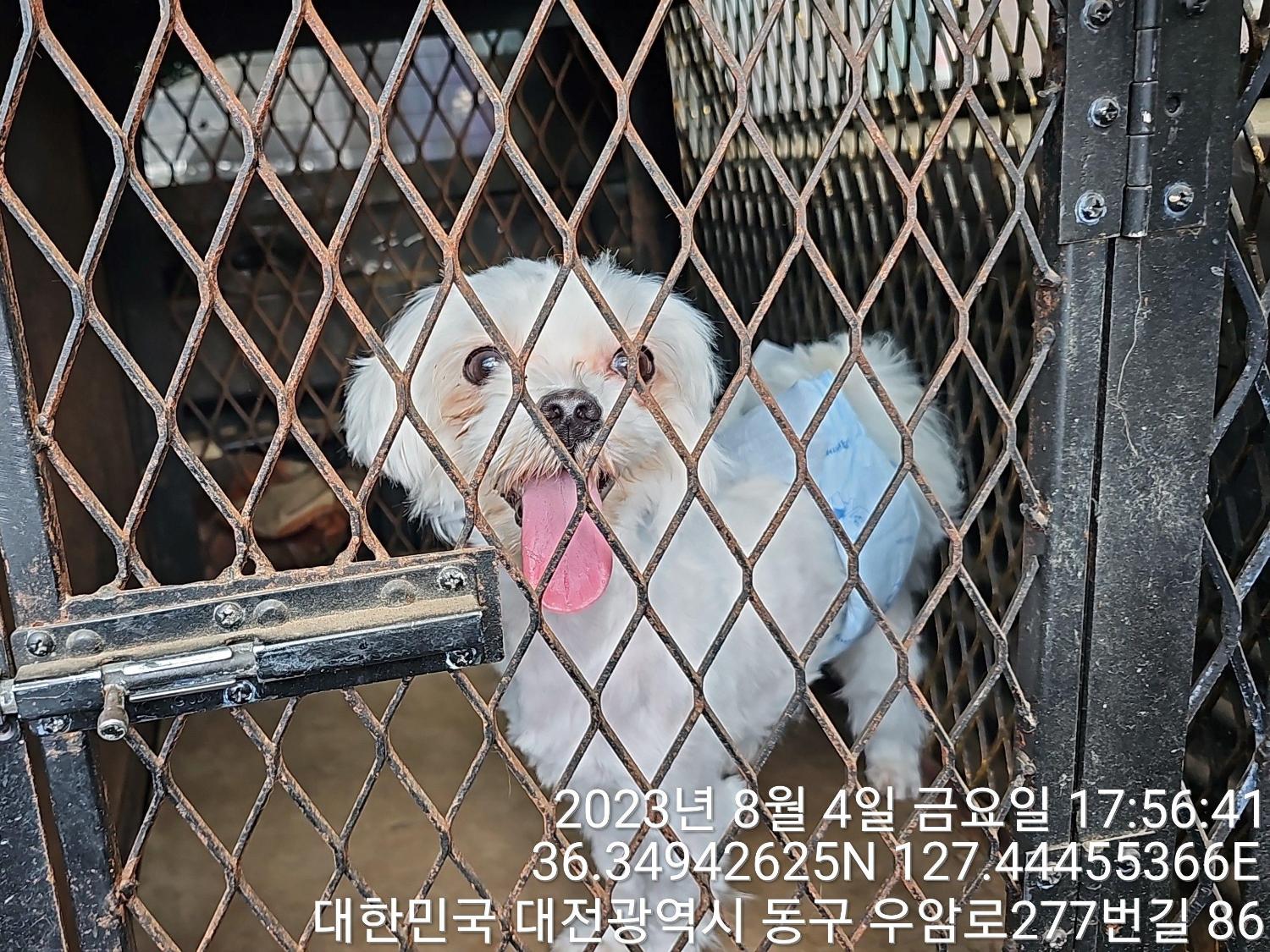 대전동물보호센터_430364202300255