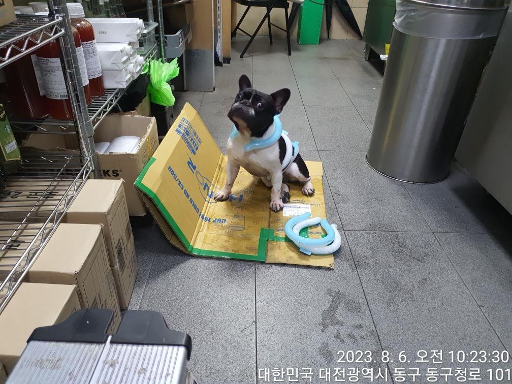 대전동물보호센터_430364202300256