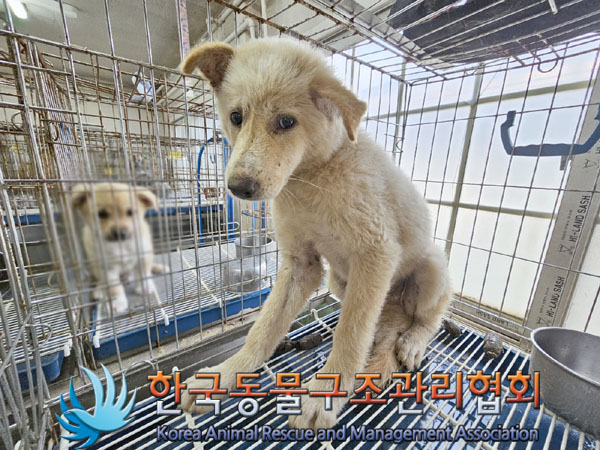 한국동물구조관리협회_441409202301269