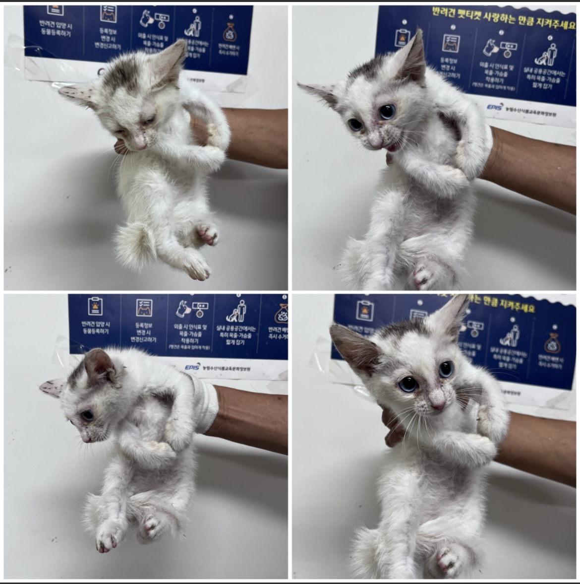 천안시유기동물보호소_444449202301744