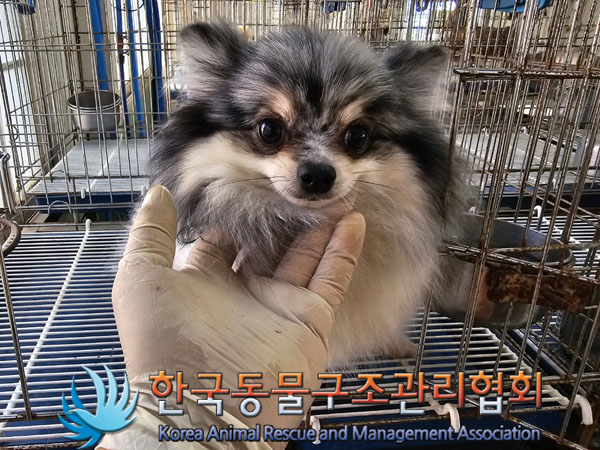 한국동물구조관리협회_411306202300515