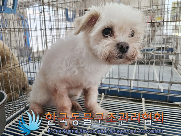 한국동물구조관리협회_411309202300312