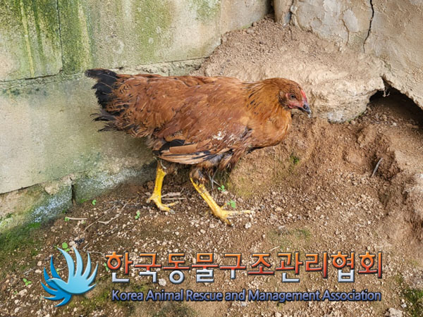 한국동물구조관리협회_411323202300749