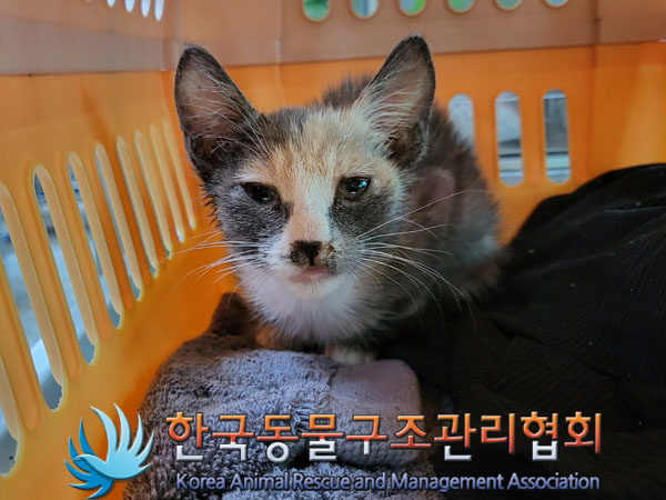 한국동물구조관리협회_411306202300514