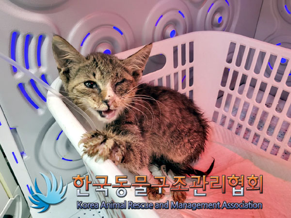 한국동물구조관리협회_441560202300964