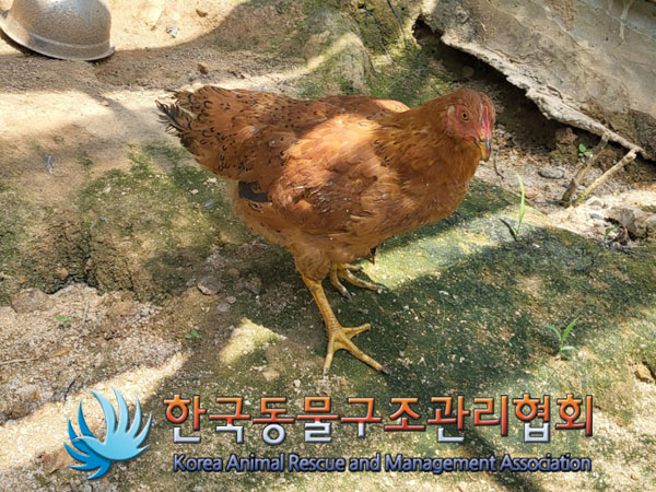 한국동물구조관리협회_411323202300748