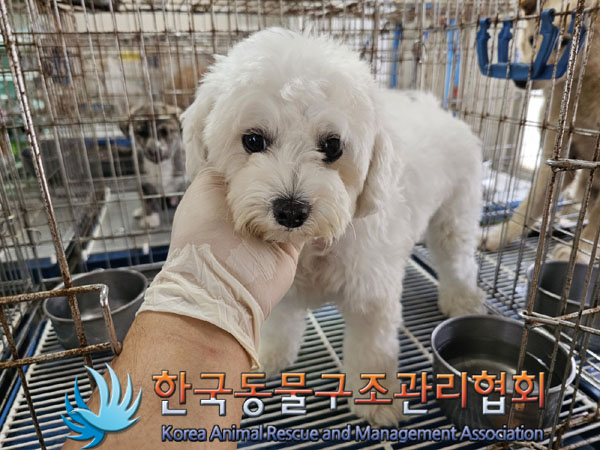 한국동물구조관리협회_441392202300171