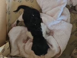 대전동물보호센터_430367202300456