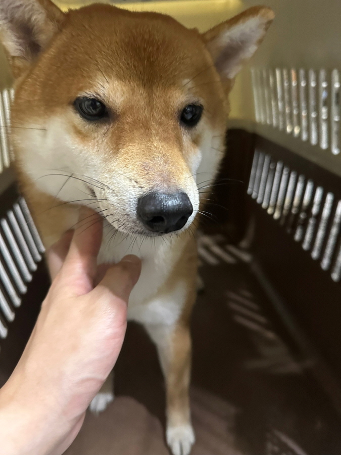 이성준동물병원_441408202301017