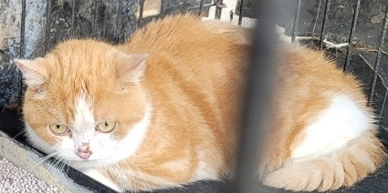 영천유기동물보호센터_447510202300260