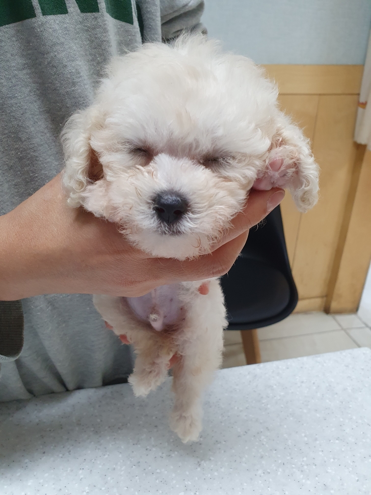 최종주동물병원_443444202300423
