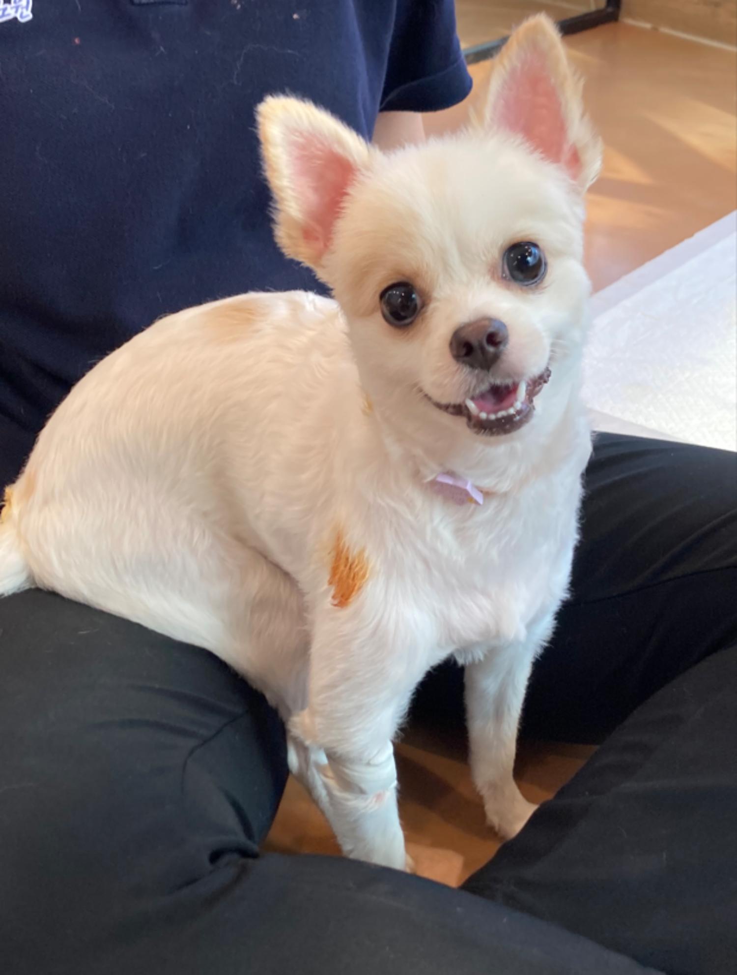 노원반려동물문화센터_411310202300351