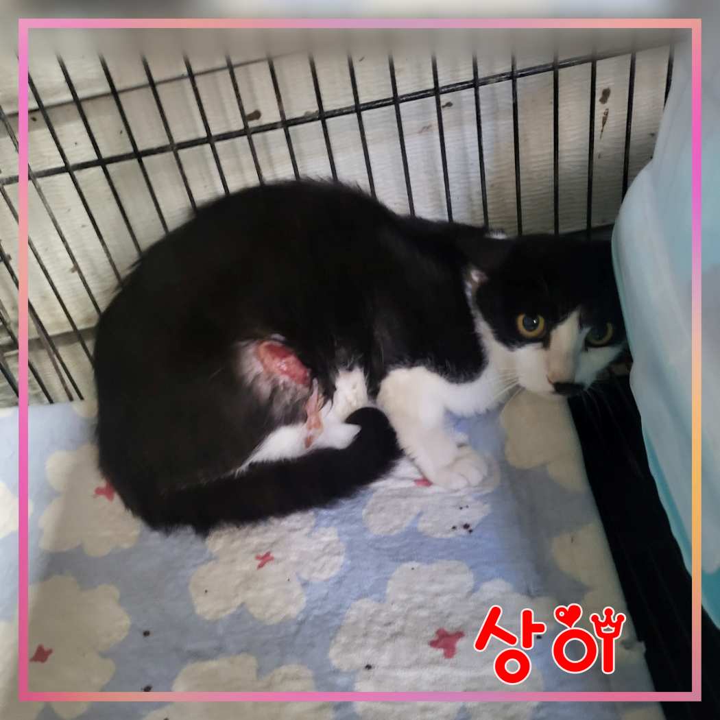군산유기동물보호센터_445467202301555