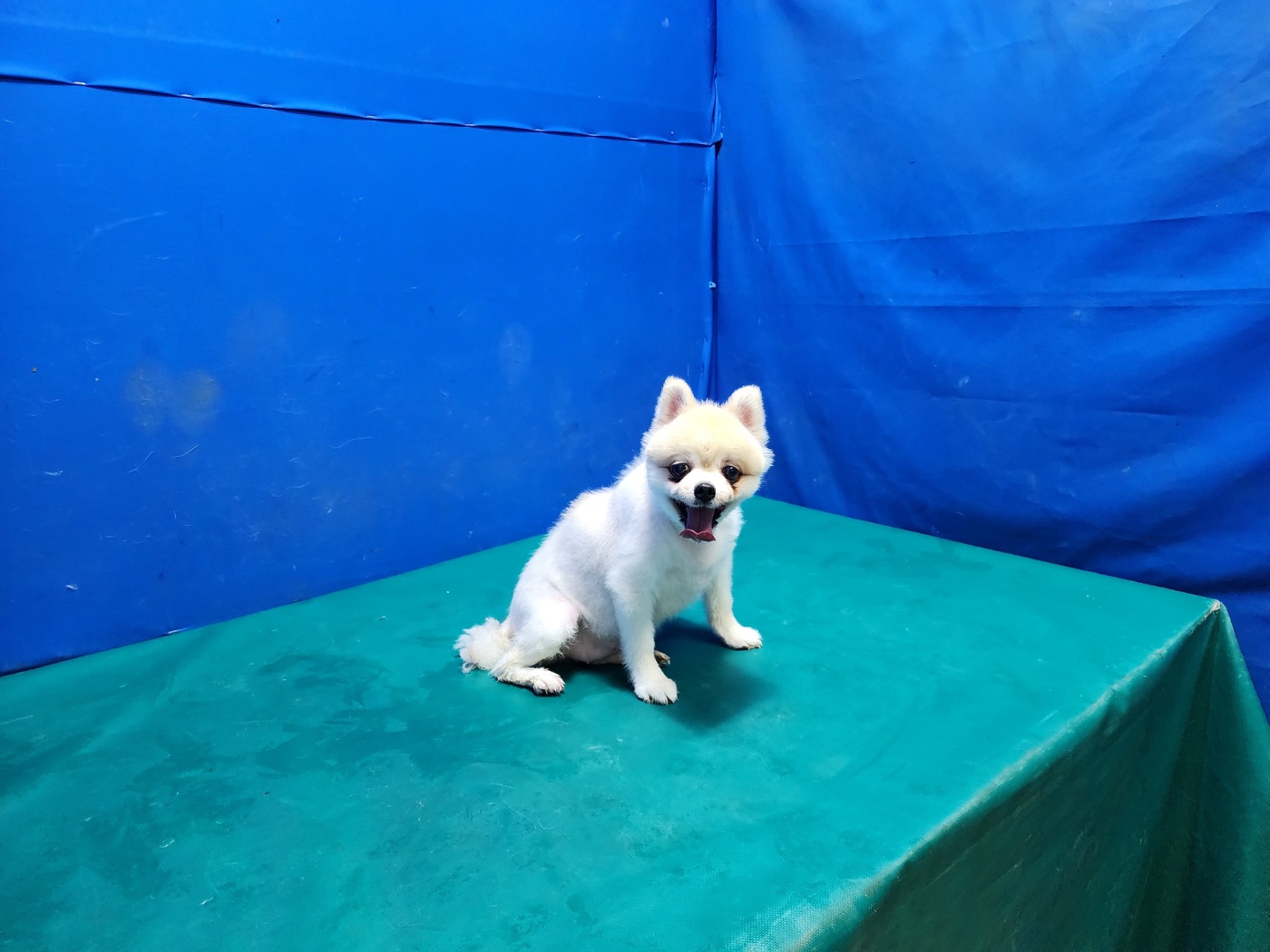 경산시유기동물보호소_447513202300972