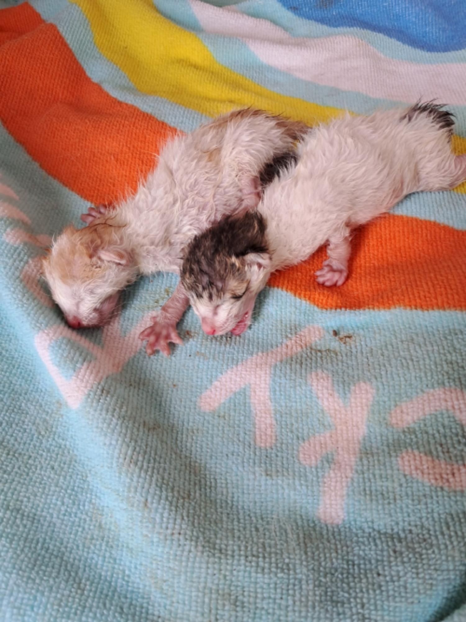 유기동물및관리협회_448535202301198