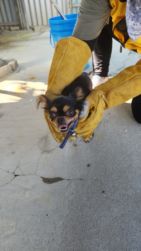 익산유기동물보호소_445468202301589